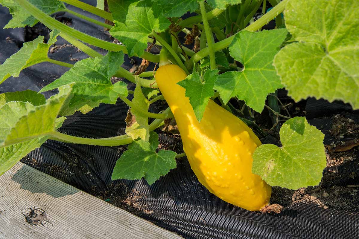 A close up horizontal image of a single yellow crookneck squash growing in the summer garden with landscape fabric underneath it.
