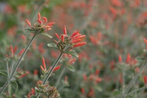 A close up horizontal image of the bright red flowers of Dicliptera squarrosa aka hummingbird plant growing in the autumn garden pictured on a soft focus background.