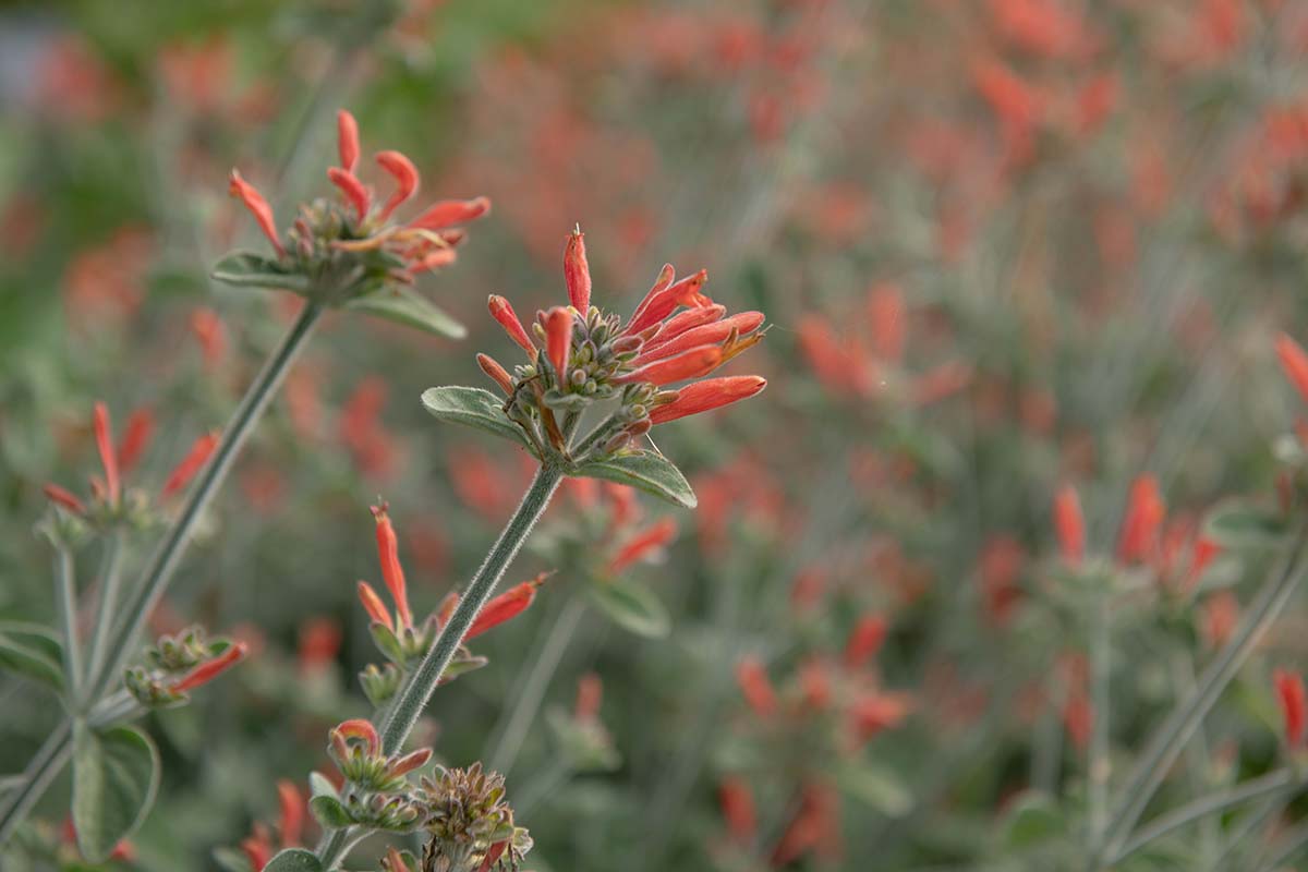 A close up horizontal image of the bright red flowers of Dicliptera squarrosa aka hummingbird plant growing in the autumn garden pictured on a soft focus background.