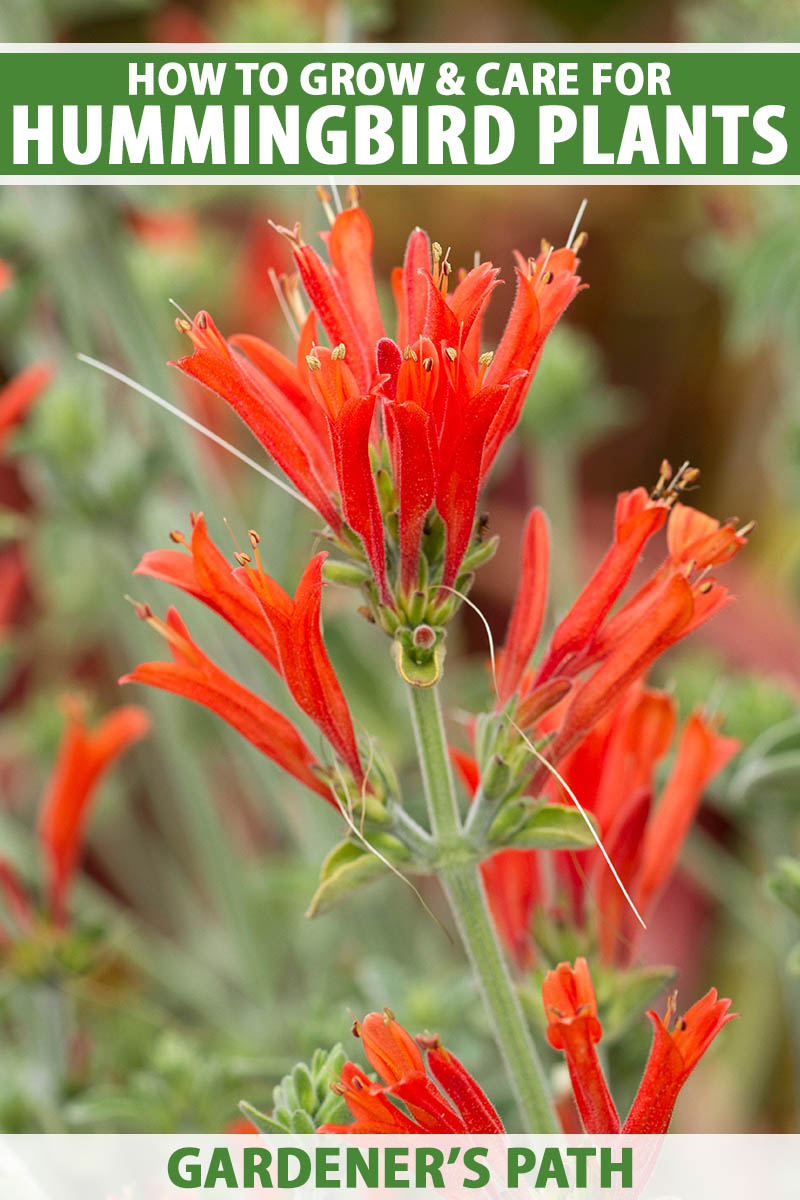 A close up vertical image of the bright red flowers of Dicliptera squarrosa, the hummingbird plant, growing in the garden pictured on a soft focus background. To the top and bottom of the frame is green and white printed text.