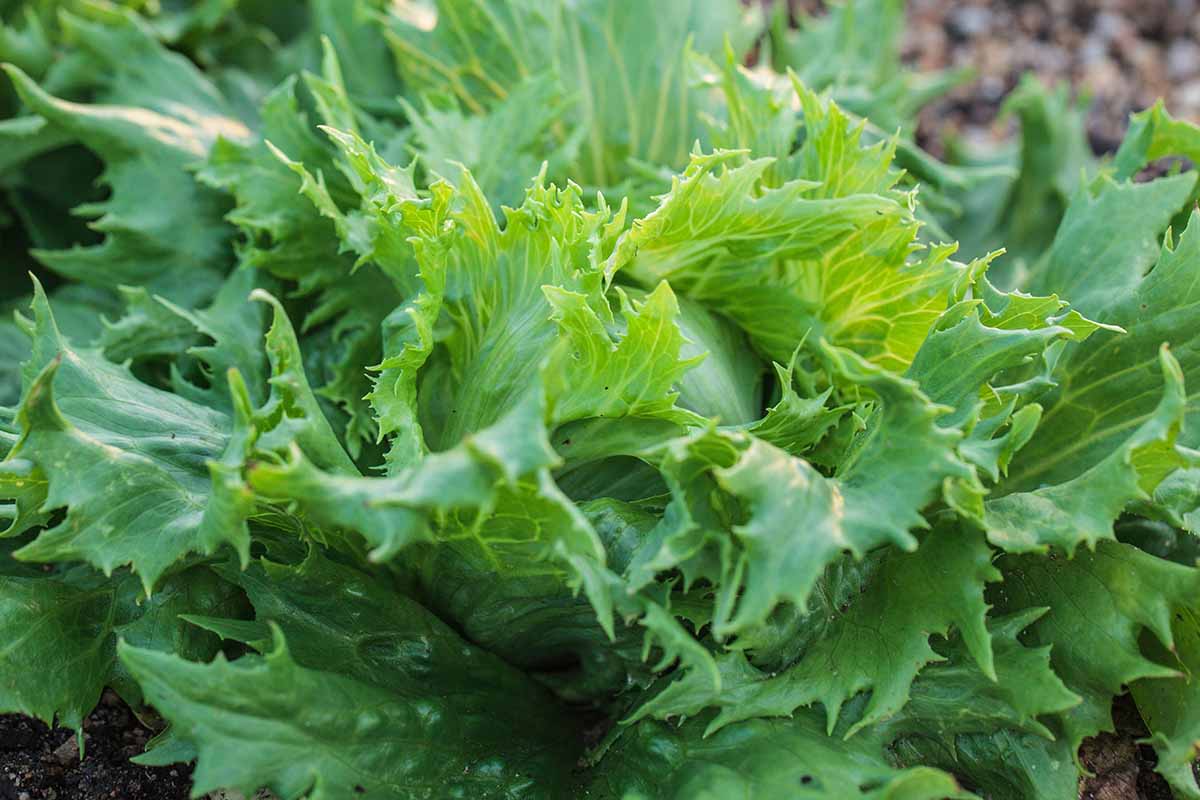 A close up horizontal image of an ice queen lettuce growing in the garden almost ready for harvest.