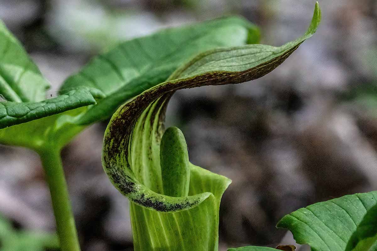 A close up horizontal image of a jack-in-the-pulpit (Arisaema triphyllum) growing in the garden pictured on a soft focus background.
