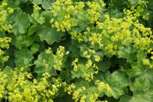 A close up horizontal image of the flowers and foliage of Alchemilla mollis aka lady's mantle growing in the garden.