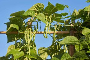 A close up horizontal image of pole beans growing on wooden support pictured in bright sunshine on a blue sky background.