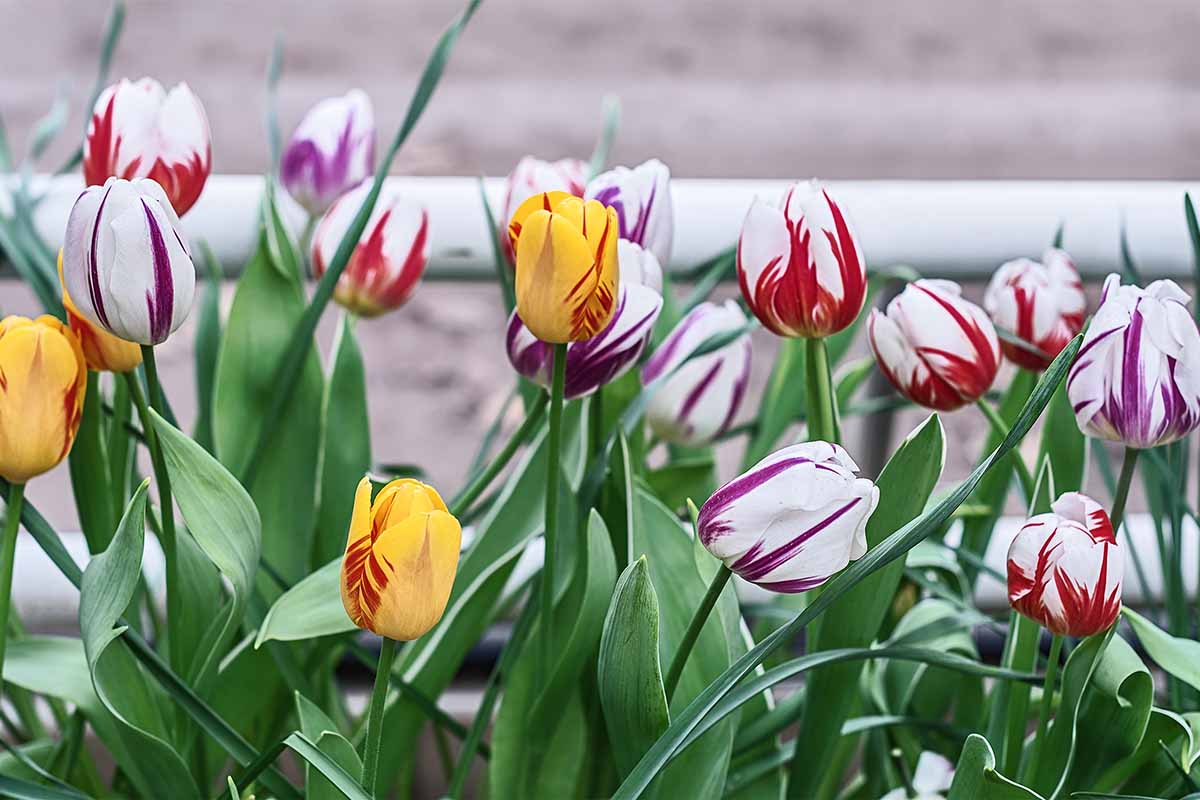 Um close-up da imagem horizontal de uma variedade de diferentes tulipas Rembrandt coloridas crescendo no jardim da primavera.
