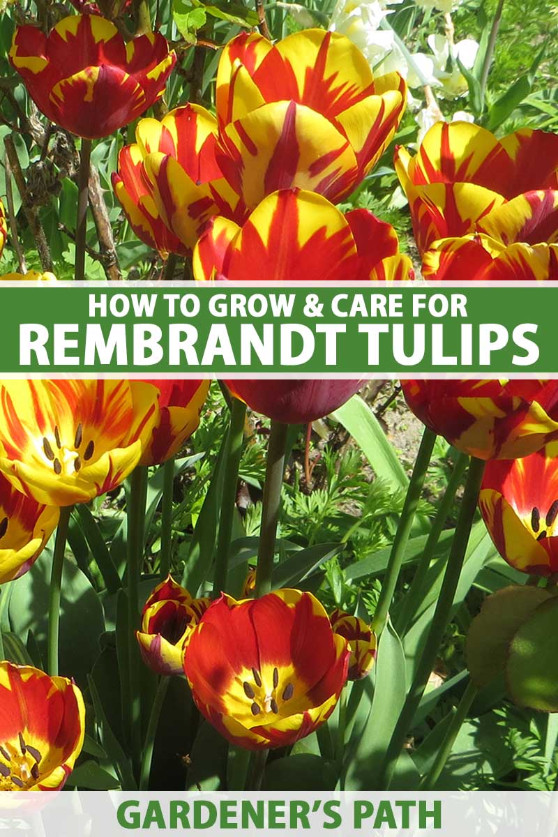 A close up vertical image of red and yellow bicolored Rembrandt tulips growing in the spring garden pictured in bright filtered sunshine. To the center and bottom of the frame is green and white printed text.