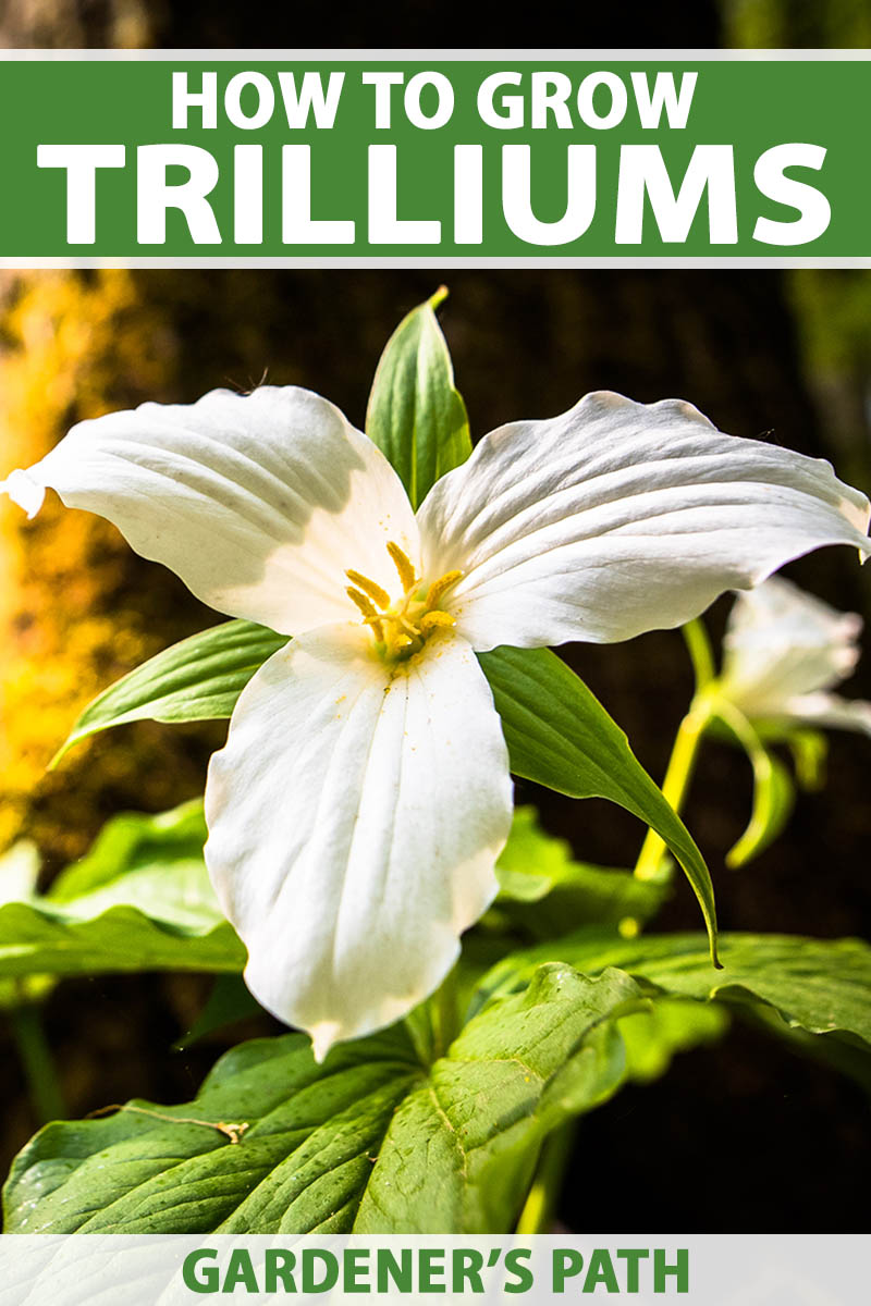 A close up vertical image of a single trillium flower growing in the garden pictured in bright sunshine growing in the garden. To the top and bottom of the frame is green and white printed text.