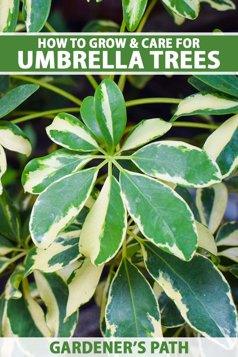 A close up vertical image of a variegated umbrella tree (Schefflera) growing in a pot indoors. To the top and bottom of the frame is green and white printed text.