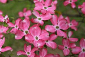 A close up horizontal image of the pink flowers of a Cornus florida or flowering dogwood tree.