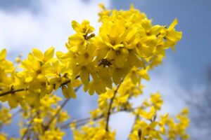A close up of the densely packed bright yellow blooms of the spring flowering forsythia, with blue sky and clouds in the background.