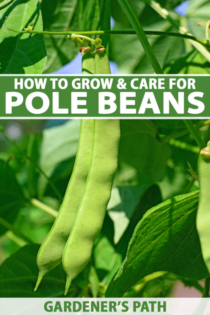 How to Plant and Grow Pole Beans | Gardener’s Path