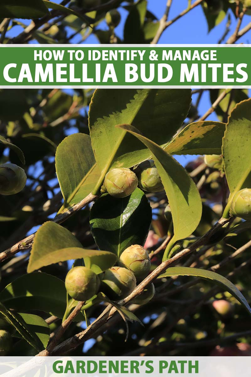 A close up vertical image of a camellia with buds just before blooming, and a blue sky in the background. To the top and bottom of the frame is green and white printed text.