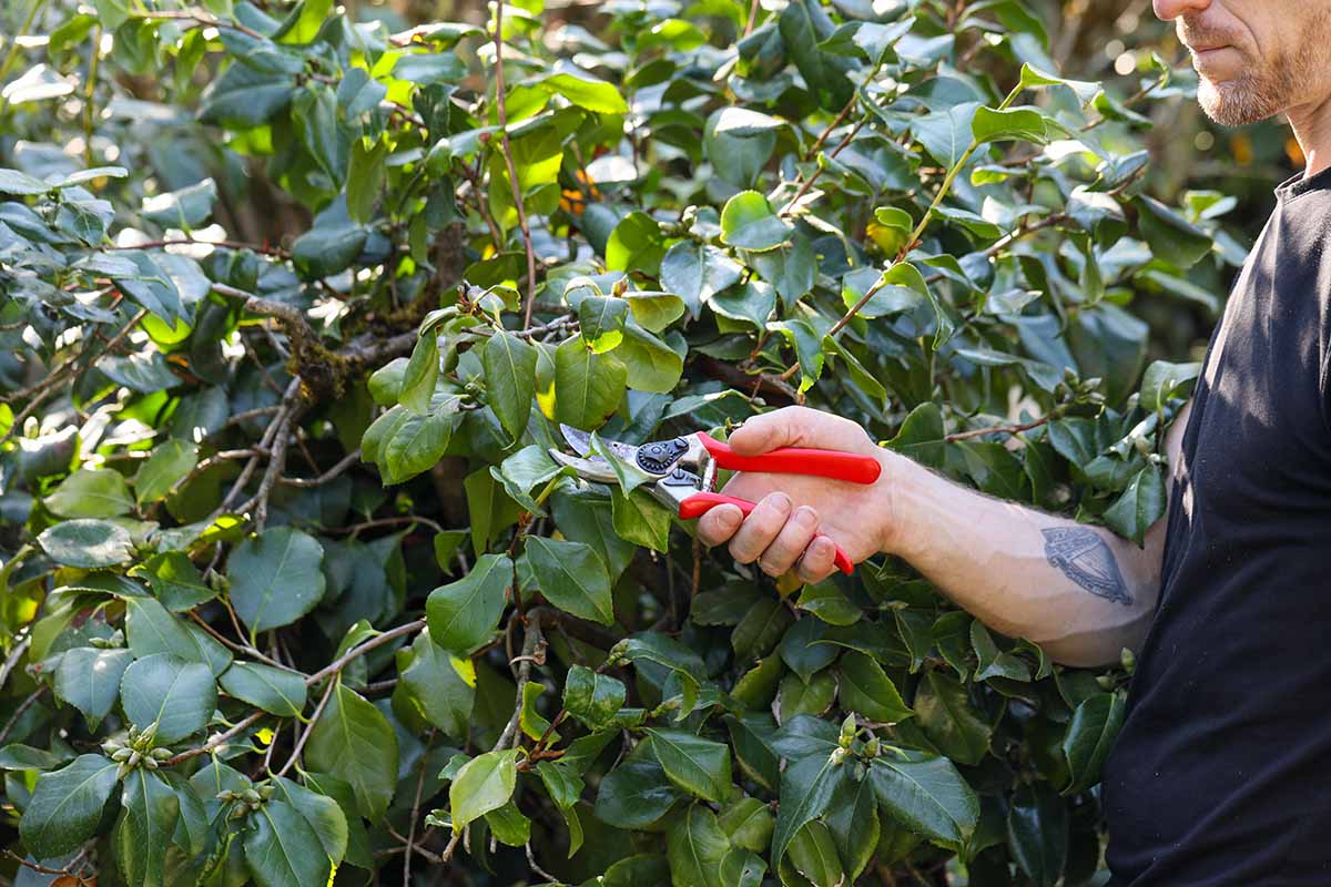 A close up horizontal image of a gardener on the right of the frame holding a pair of pruners trimming a camellia shrub pictured in light sunshine.