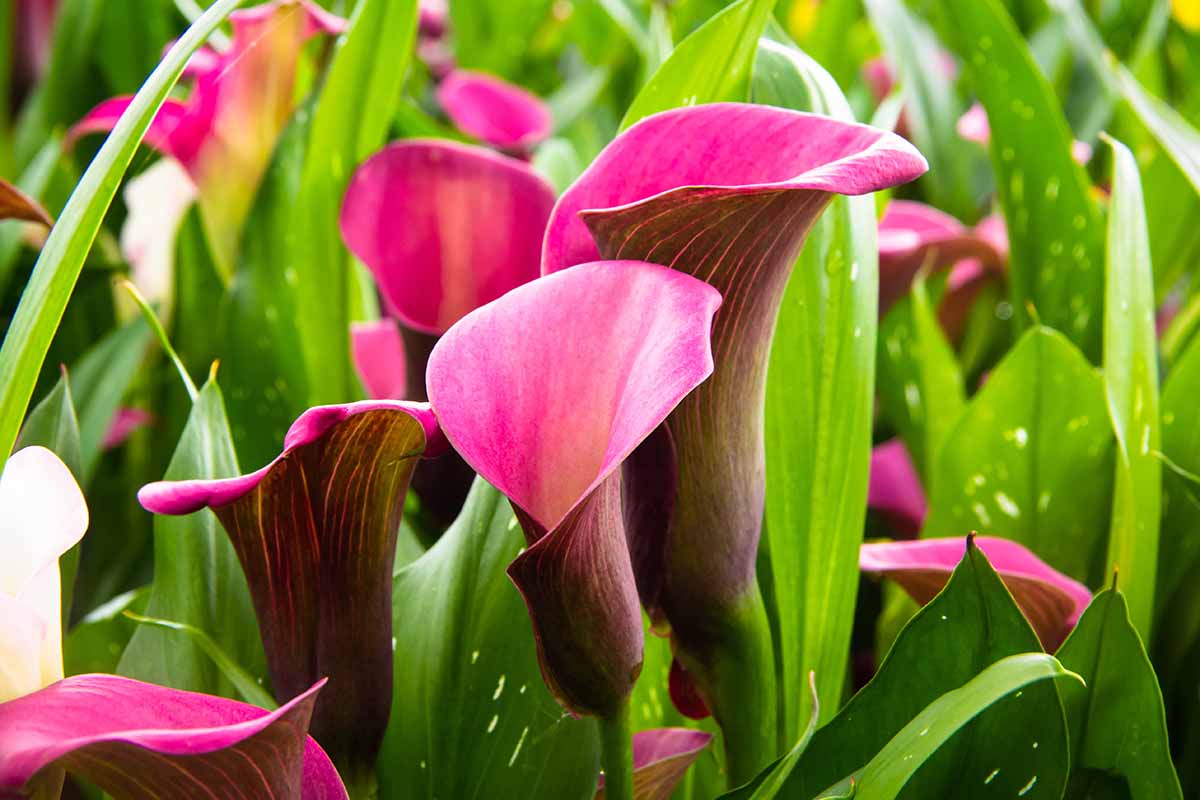 A close up horizontal image of deep pink and purple calla lilies growing in the garden.