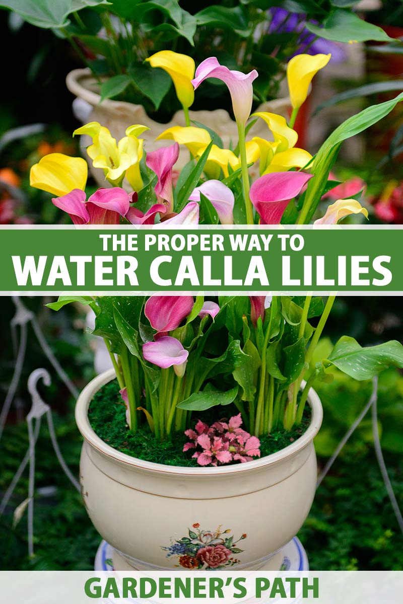 A close up vertical image of a decorative ceramic pot filled with colorful calla lilies outside in the spring garden. To the center and bottom of the frame is green and white printed text.