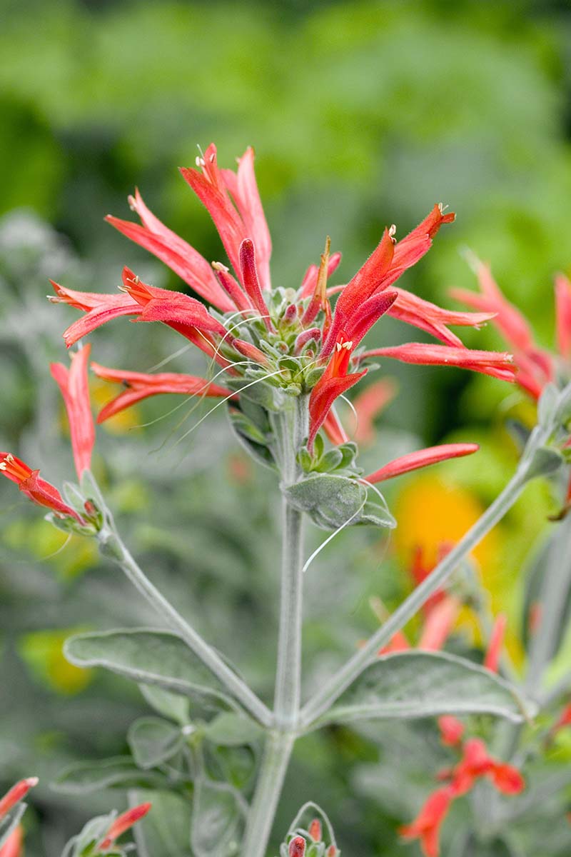 A vertical image of a hummingbird plant (Dicliptera squarrosa) in full bloom in the garden pictured on a soft focus background.