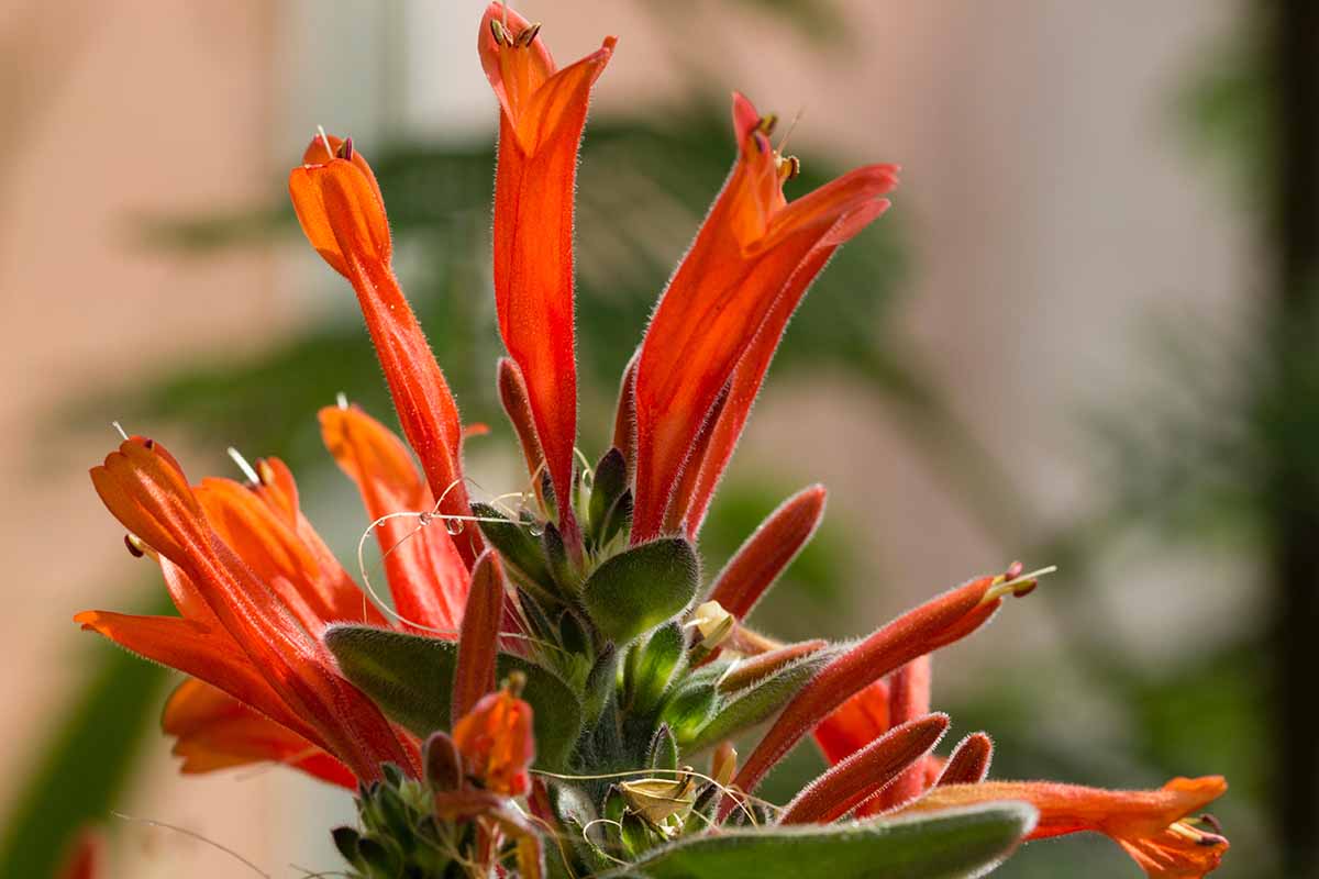 A close up horizontal image of the bright red blooms of a hummingbird plant growing in the garden pictured on a soft focus background.