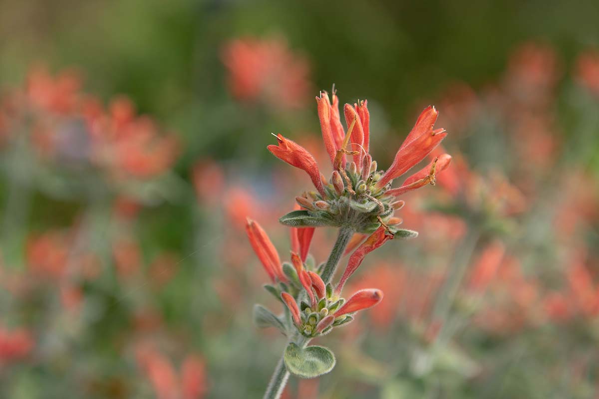 A close up horizontal image of the bright red flowers of Dicliptera squarrosa aka hummingbird plant pictured on a soft focus background.