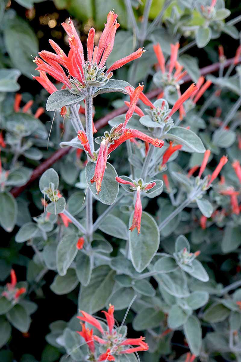 A close up vertical image of the flowers and foliage of hummingbird plants growing in the garden.