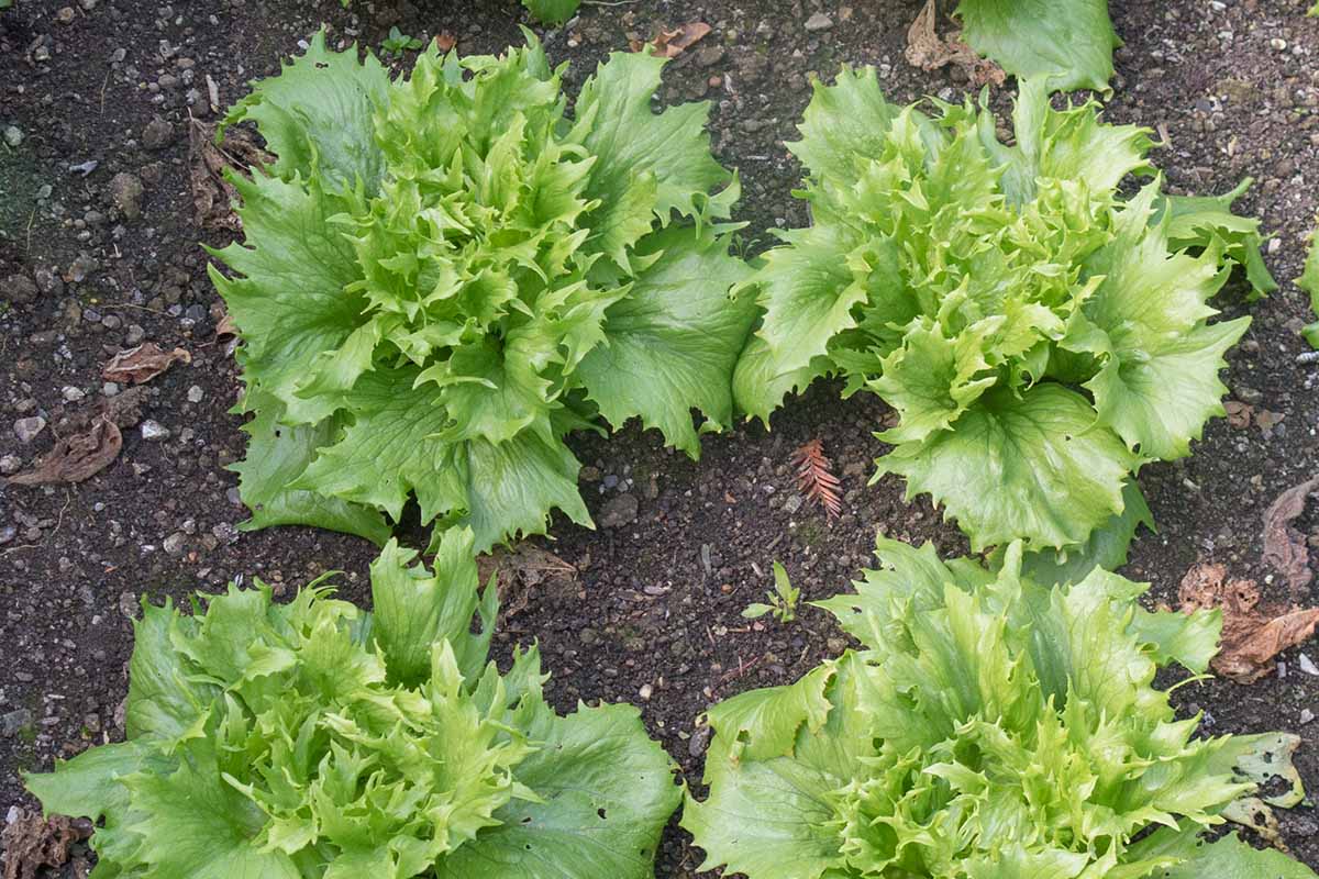 A close up horizontal image of 'Ice Queen' lettuce growing in the garden.