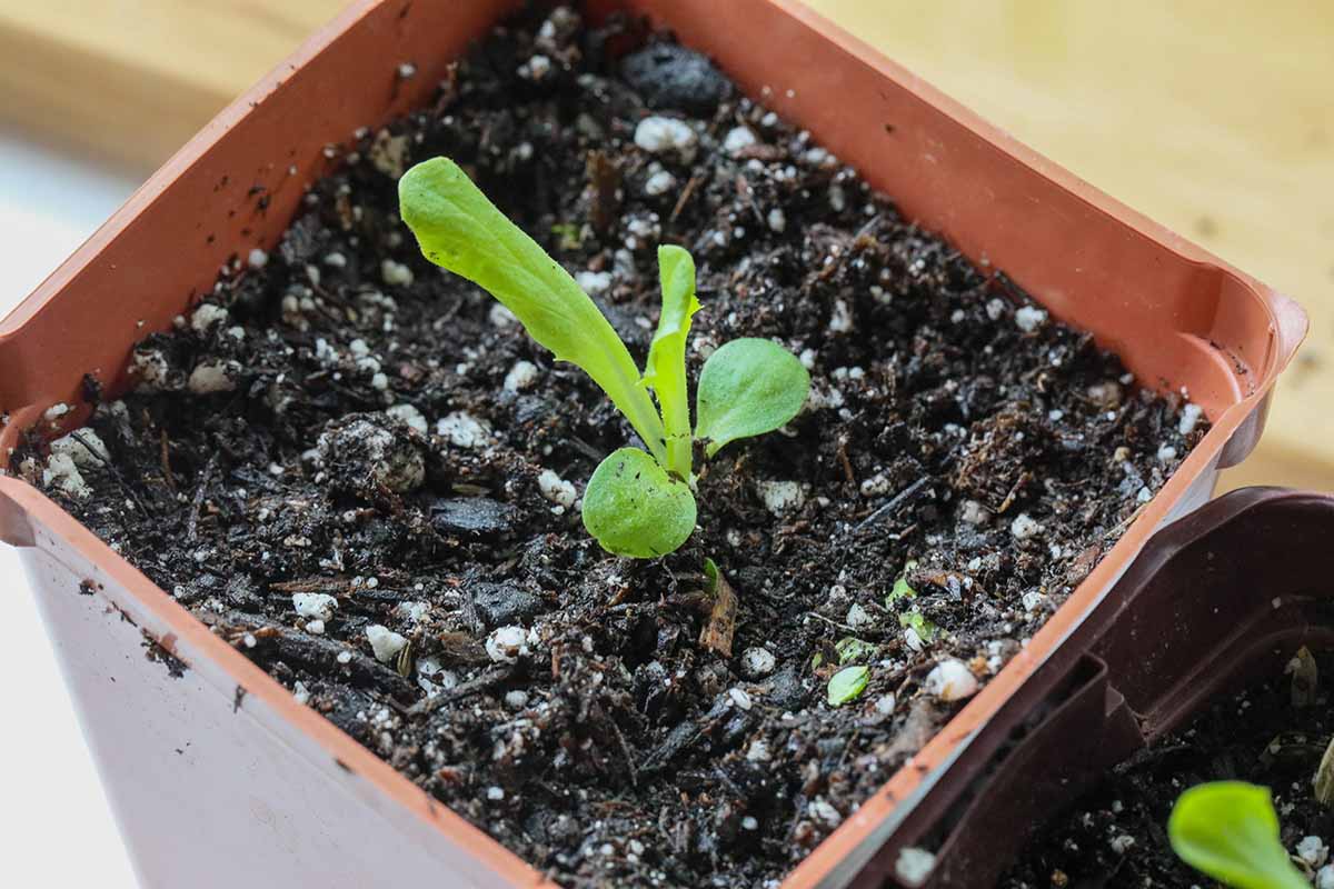 A close up horizontal image of a single Ice Queen lettuce seedling growing in a plastic pot.
