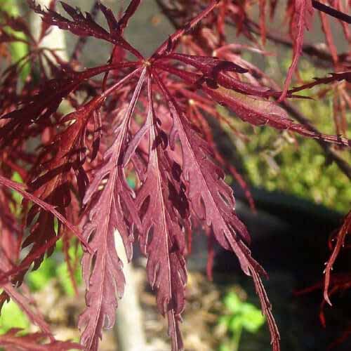 A close up of the foliage of Acer palmatum 'Inaba Shidare' growing in the garden pictured on a soft focus background.