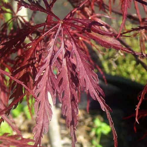 A close up of the foliage of 'Inaba Shidare' Japanese maple pictured in light sunshine.