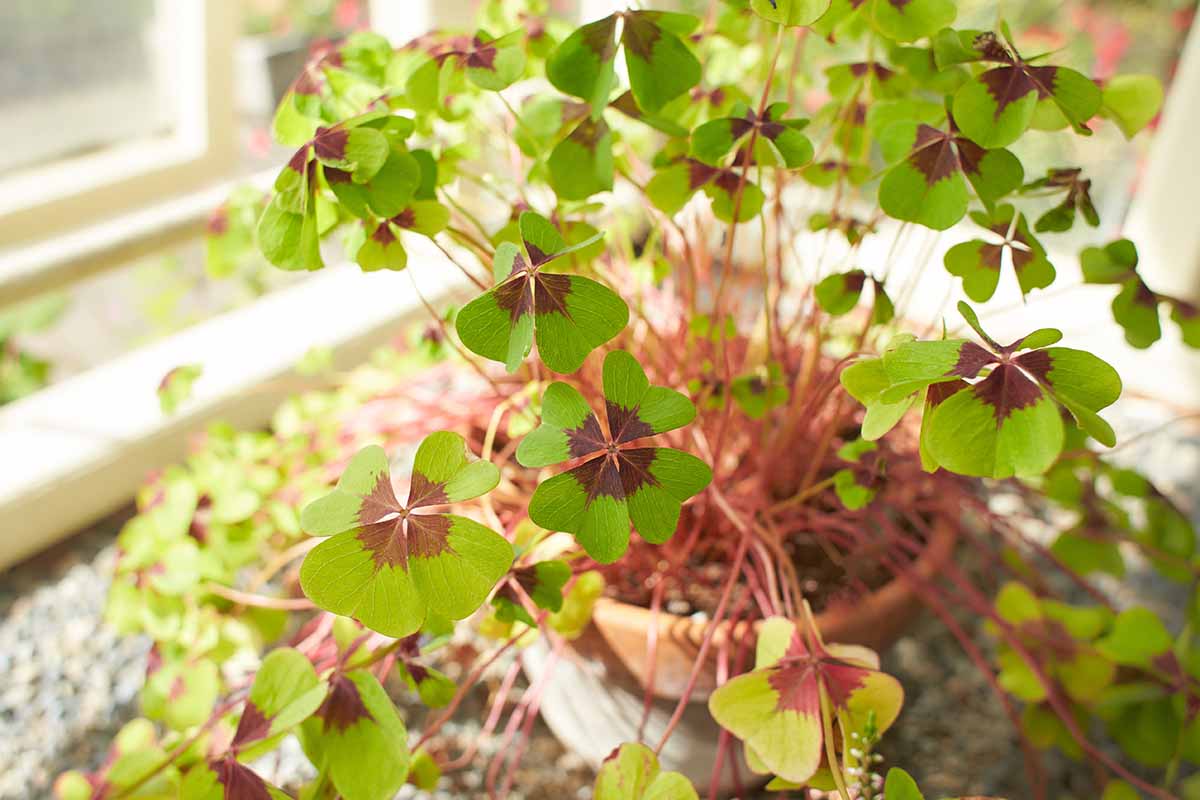 A close up horizontal image of an iron cross shamrock plant growing in a container outdoors.