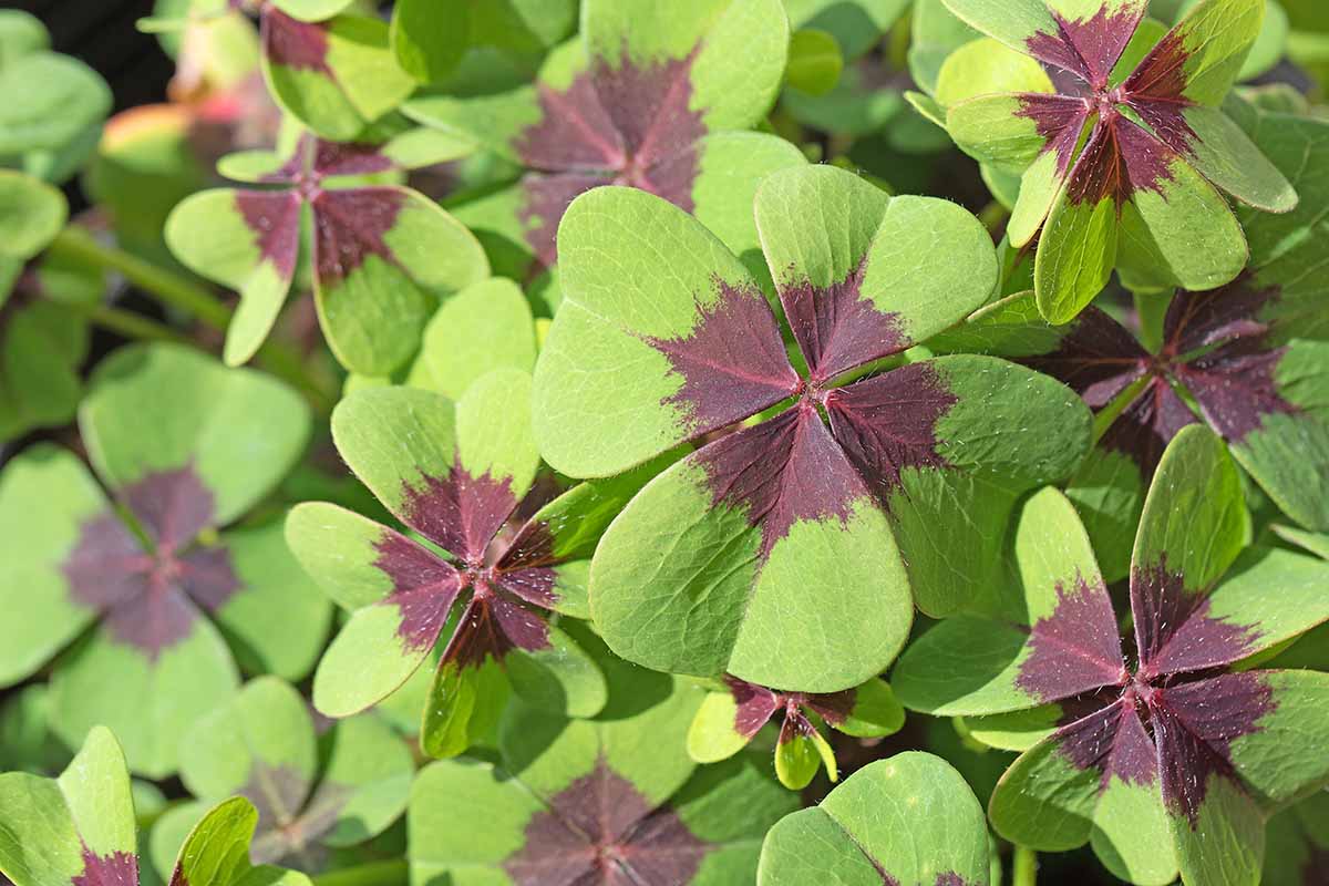A close up horizontal image of the variegated foliage of lucky clover growing in the garden.