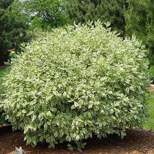 A square image of an 'Ivory Halo' dogwood shrub with variegated foliage, growing in a garden border.
