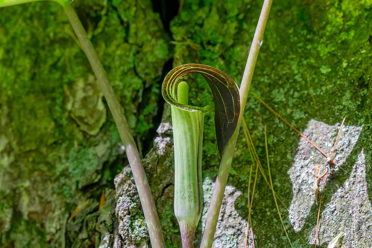 A close up horizontal image of a single Arisaema triphyllum (jack-in-the-pulpit) flower with rocks in the background pictured in light filtered sunshine.