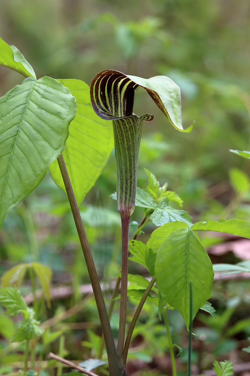 A vertical image of a single Arisaema triphyllum flower, in green with maroon stripes, growing in a shady location pictured on a soft focus background.