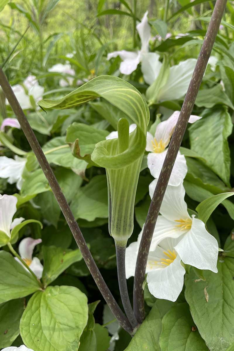 A close up vertical image of a single Arisaema triphyllum flower surrounded by white trilliums in the spring garden.