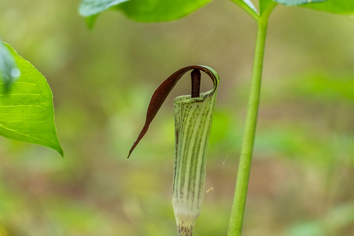 A horizontal image of a single jack-in-the-pulpit (Arisaema triphyllum) flower in the spring garden pictured on a soft focus background.