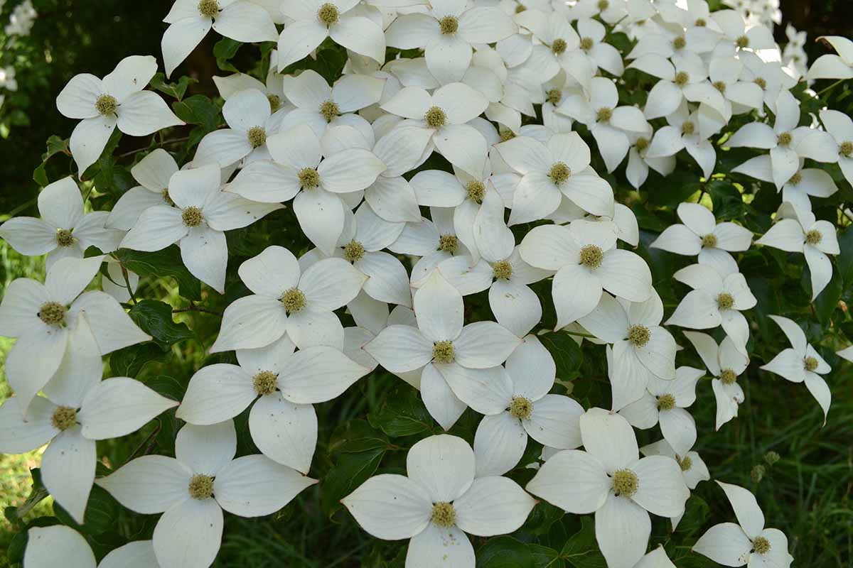 A close up horizontal image of kousa dogwood flowers growing in the garden.