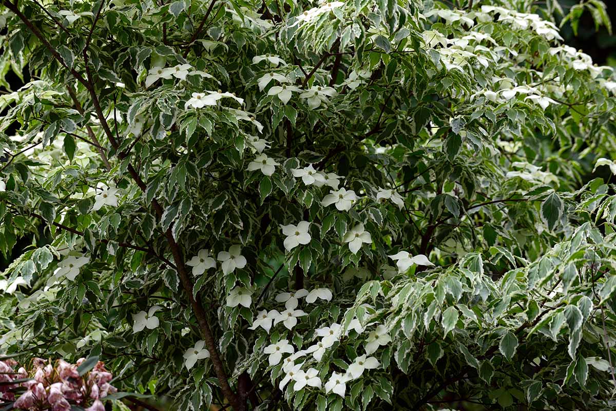 A close up horizontal image of Cornus kousa 'Wolf Eyes' with variegated foliage and small white flowers.