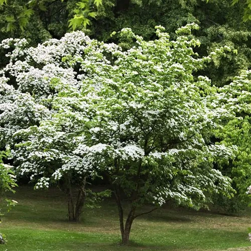 A square image of a kousa dogwood tree growing in a park.