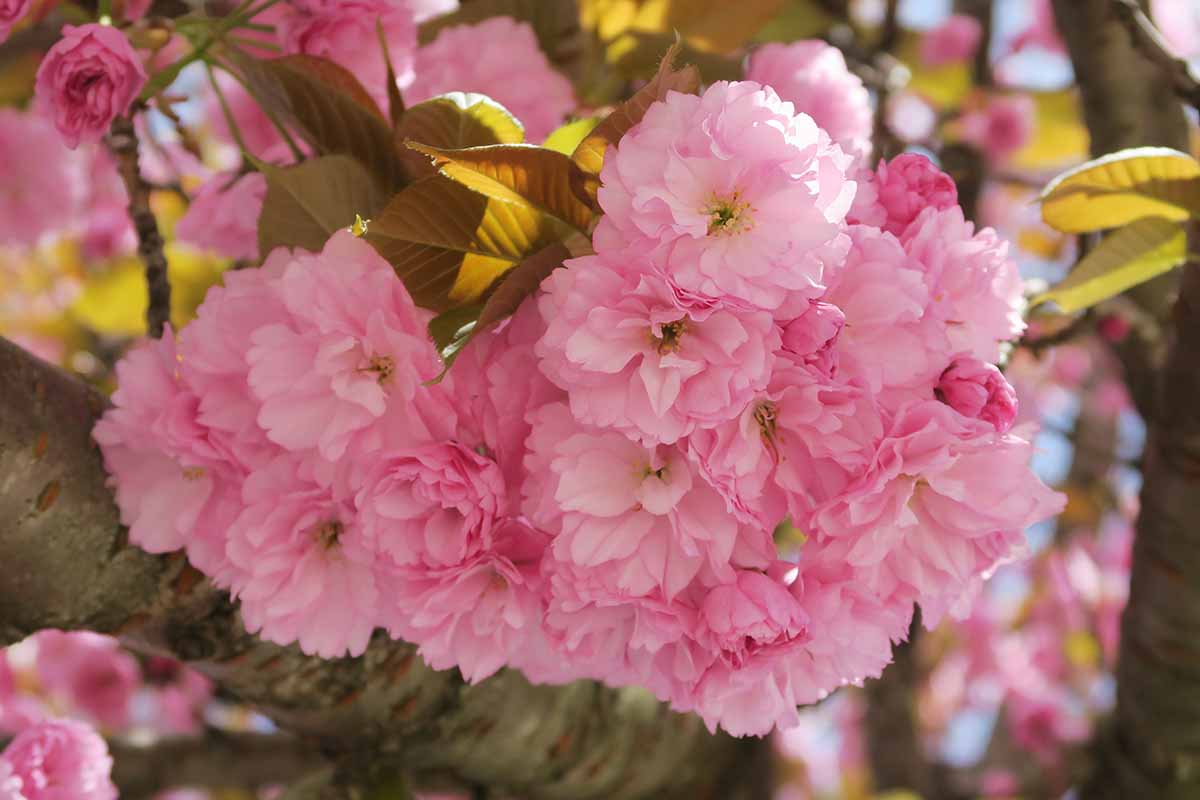 A close up horizontal image of the bright pink ruffled flowers of 'Kwanzan' ornamental cherry pictured in light filtered sunshine.