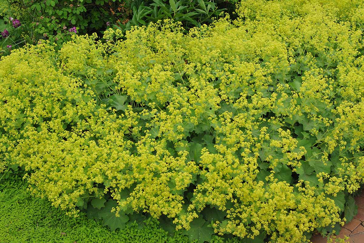 A close up horizontal image of a large clump of lady's mantle (Alchemilla mollis) growing in a garden border in full bloom.