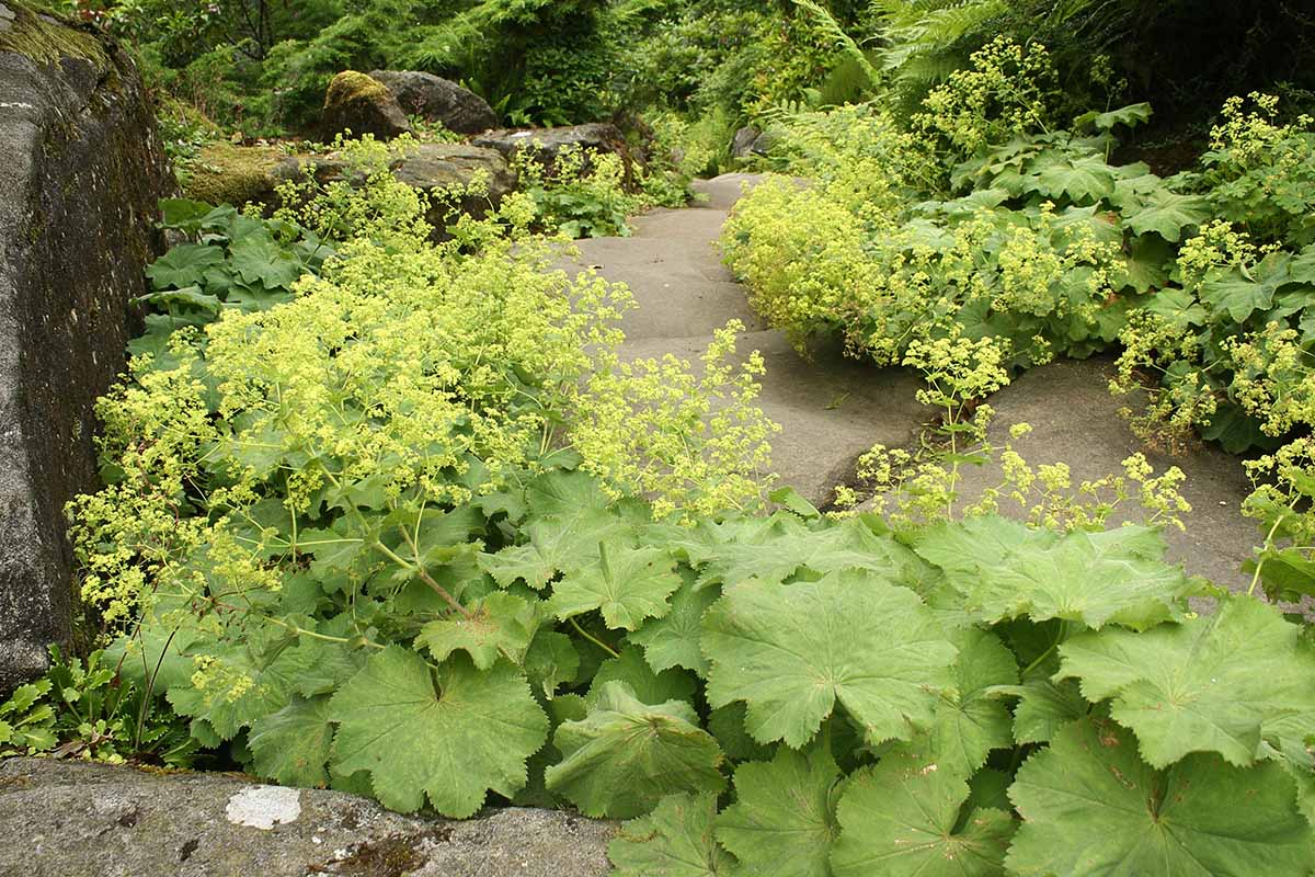 A close up horizontal image of Alchemilla mollis growing in rocky garden.