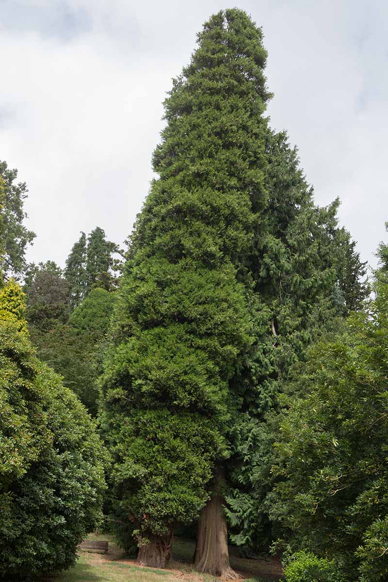 A vertical image of a large Thuja plicata tree growing in a park.