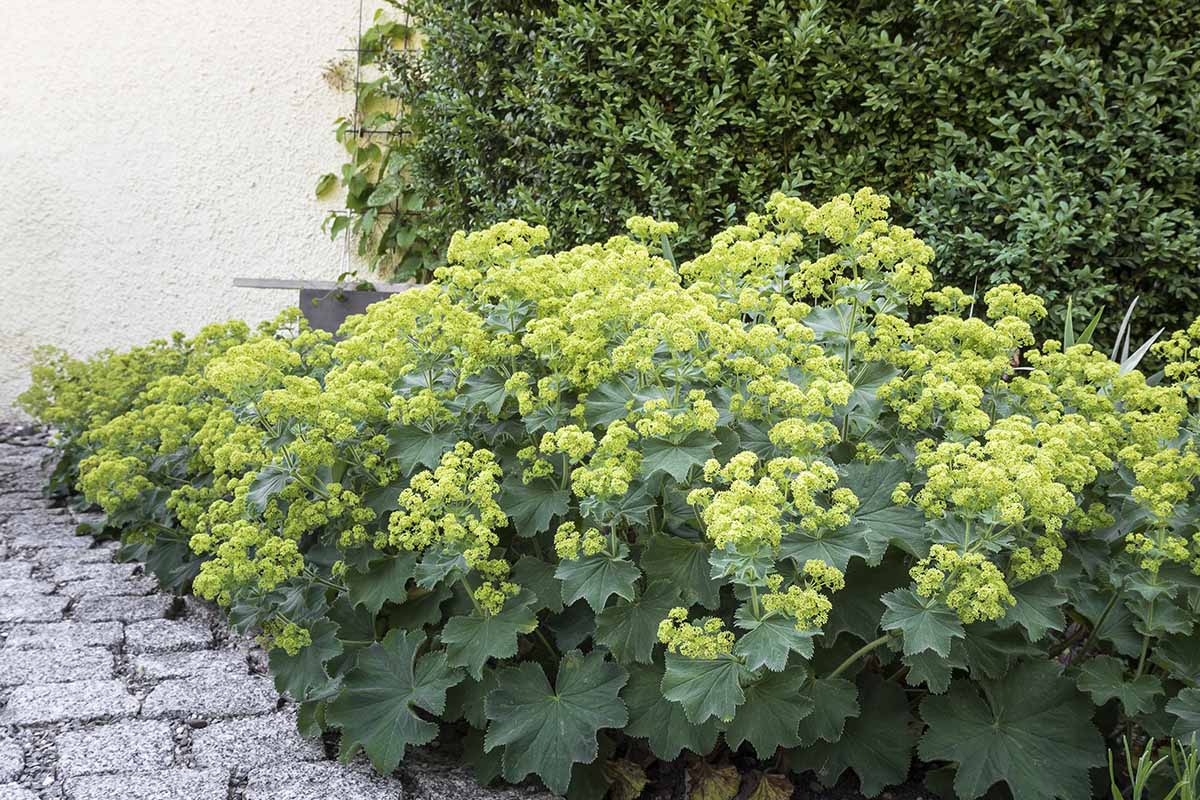 A close up horizontal image of a large clump of Alchemilla mollis aka lady's mantle growing in a garden border next to a stone pathway.