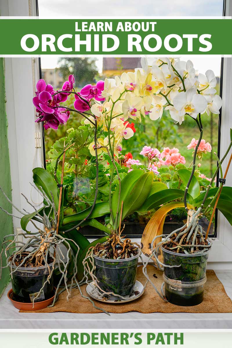 A close up vertical image of potted orchids growing on a windowsill with roots growing out of the small pots. To the top and bottom of the frame is green and white printed text.