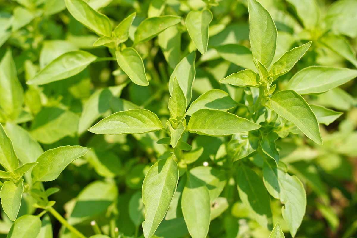 A close up horizontal image of herbsl growing in a sunny summer garden.