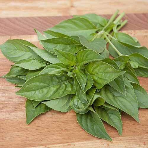 A close up square image of a bunch of lemon basil, freshly harvested and set on a wooden chopping board.