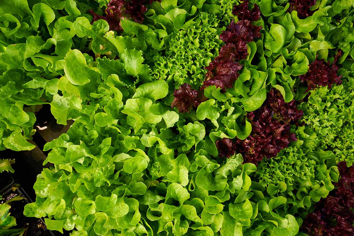 A close up horizontal image of lettuce growing in the vegetable garden.