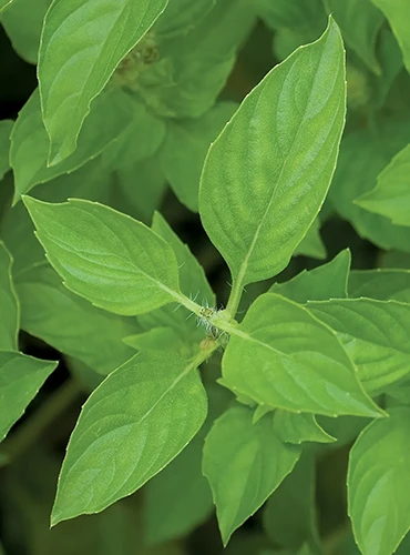A close up of the foliage of lime basil growing in the garden pictured on a dark background.