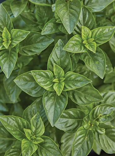 A close up vertical image of the deep green foliage of Ocimum 'Limoncello' growing in the garden.