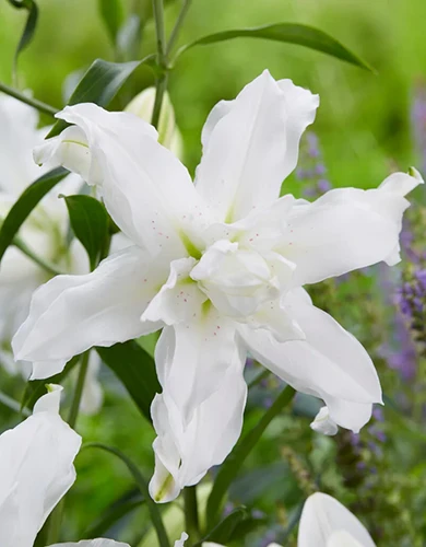 A close up of 'Lotus Beauty,' a delicate white lily growing in the garden pictured on a soft focus background.