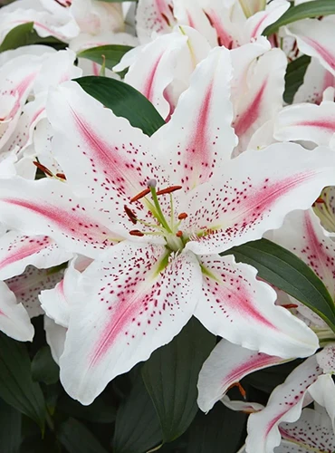 A close up of the 'Lovely Day' flowers, white small spots and light pink hue in the center, surrounded by green foliage on a soft focus background.